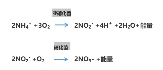 生化脫氮原理