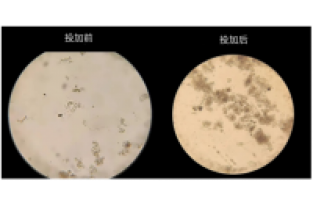 生活污水氨氮超標(biāo)怎么處理